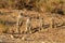 Suricate desert animal namibia africa