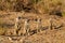 Suricate desert animal namibia africa