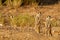 Suricate desert animal namibia africa