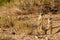 Suricate desert animal namibia africa
