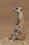 Suricate female with pup