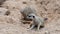 Suricate or meerkat family