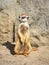 Suricate Meerkat Mongoose