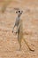 Suricate or meerkat standing in desert