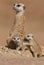 Suricate mother with pups