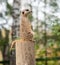 Suricate, photos very close at very high focal length