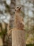 Suricate, photos very close at very high focal length