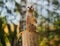 Suricate, photos very close at very high focal length