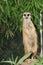 Suricate portrait