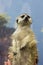 Suricate sits in female hands and looks into the distance