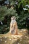 Suricate sitting on the boulder and watching for danger.