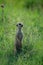 A suricate standing guard in the green grass of Africa.