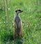 A suricate standing guard in the green grass of Africa.