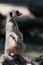 Suricate standing on a piece wood