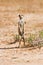 Suricate standing on sand