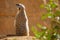 Suricate standing upright, watching left, rear view