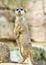 Suricate watching out