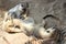 Suricates ( Meerkats)