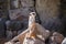 Surikata, Suricata suricatta. Small african mammal meerkat or suricate watching out for dange