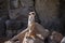 Surikata, Suricata suricatta. Small african mammal meerkat or suricate watching out for dange