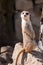 Surikata, Suricata suricatta. Small african mammal meerkat or suricate watching out for dange