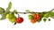 Surinam cherries or pitanga fruit in the tree branch, also known as brazilian cherry, cayenne cherry