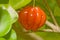 Surinam cherry