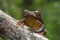 Surinam golden-eyed tree frog