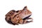 The Surinam horned frog on white