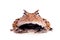 The Surinam horned frog on white