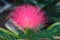Surinam Powderpuff flower