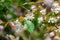 Suriname cherry Eugenia uniflora white flowers - Long Key Natural Area, Davie, Florida, USA