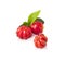 Suriname Cherry, the tropical fruit