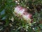 Surinamese Stickpea Powder puff plant (Calliandra surinamensis)