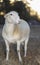 Surise with a white Katahdin sheep ewe
