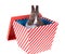 Surprise - Baby Dutch dwarf rabbit in a gift box. Isolated on w