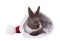 Surprise - Baby Dutch dwarf rabbit in a gift box. Isolated on w