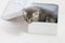 surprise, small kitten stuck in a gift box, cuddly animal sweet