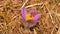 The surprise of spring, the first fragile flower from the alpine meadows of the nature reserve 3