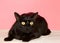 Surprised anxious black cat with yellow eyes on blanket pink background