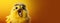 surprised baby chicken over yellow background, panoramic layout.