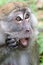 Surprised Bali Monkey