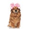 Surprised brown dog with pink bow headband looks to side