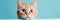Surprised Cat on Blue Background - Adorable Banner Design, generative AI