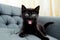 a surprised cat with a questioning pose on sofa. Generated AI