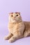 Surprised cat wearing trendy sunglasses on his head on violet background. Pet shop poster, greeting card, funny pets calendar,