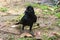 A surprised, cheeky look from a young, perky black crow, on a wet, muddy ground.