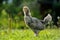 Surprised Chicken with Open Beak Looking at Camera with Curiosity