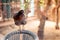 Surprised chicken standing on a plastic chair at dusk in India where poultry is often raised roaming free around houses