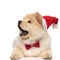 Surprised chow chow wearing santa hat looks to side